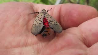 They’re really nasty’ Spotted lanternflies spread into Michigan from Ohio [upl. by Orpah]