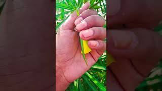 Wow 😮🥰Nerium oleander colourful flowers viralshort youtubevideos subcribemychannel [upl. by Fauman]