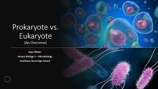 Prokaryote vs Eukaryote An Overview [upl. by Alemaj865]