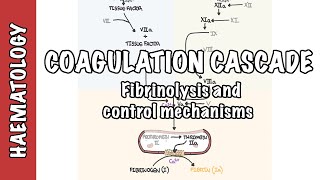 Coagulation Cascade and Fibrinolysis  clotting factors regulation and control mechanism [upl. by Hurwitz]