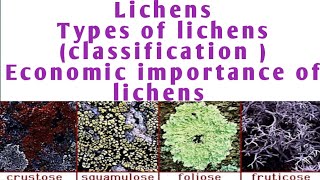 Lichens classification of lichen  economic importance of lichen  types of lichen [upl. by Hamish374]