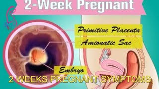 2nd week of pregnancy and 2 weeks pregnant symptoms early signs of pregnancy  Pregnancy Term [upl. by Akehsal]