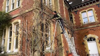 Winter Pruning Wisteria  Advice on what to do Cutting Back a Tangled Mess😄 [upl. by Jerrilee]