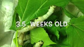 Silkworm lifecycle worm to cocoon [upl. by Kuehn]