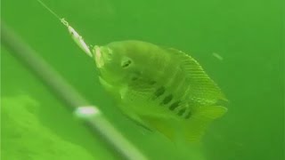 Spotted Tilapia Skishing with Penfishingrodscom [upl. by Mead611]