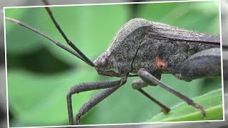 Leaf Footed Bug Acanthocephala terminalis [upl. by Pratt]