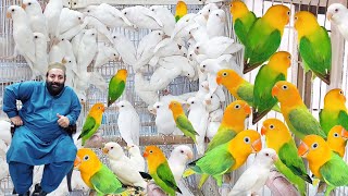 World Most Expensive Lovebird Mutation  Yellow Face Lovebird  Love bird Breeding Setup  Pak Pets [upl. by Rhett]