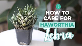 How to care for Haworthia Zebra  Tips for growing Haworthia Succulent [upl. by Medlin]