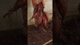 New technique for growing sweet potato plant sweetpotato sweet potato farming viral shorts [upl. by Kendal]