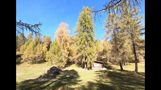 Lärchenzauber am Gschwandtkopf Seefeld [upl. by Ilagam660]