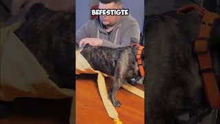 Dieser Behinderte Mann Rettete Einen Behinderten Hund 🐕 youtubeshorts shortsvideo [upl. by Recha709]