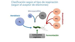 Crecimiento Bacteriano [upl. by Larry]