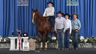 Our 2023 AQHA World Show Experience [upl. by Anaerol]