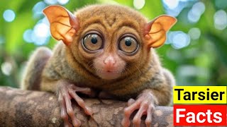 Fascinating Facts About Tarsier [upl. by Beckie]