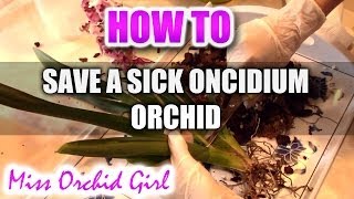 How to save a sick Oncidium type Orchid  First steps to a healthy recovery [upl. by Nonnahsal241]