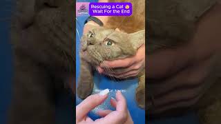 Rescuing a Kitten with Parasites in Its Eye CatRescue RescueCat [upl. by Harding]