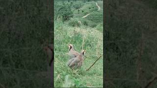 Шикори кабк Partridge hunt Kaklik ovi Охота на куропатка Кекилик аңчылык [upl. by Buzzell]