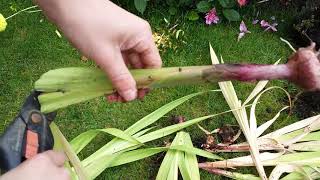 Getting Gladioli Bulbs Ready For Storing [upl. by Ahset]