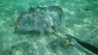 Heron Island Sharks and Rays [upl. by Hoban]