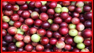 Os 8 Benefícios de Camu Camu Para Saúde  Dicas de Saúde [upl. by Casia717]