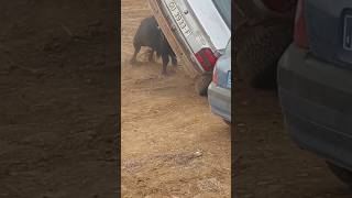 💥TORO VUELVA COCHE EN MALAGA DEL FRESNO💥 shortvideo shorts youtubeshorts youtube [upl. by Redlac770]