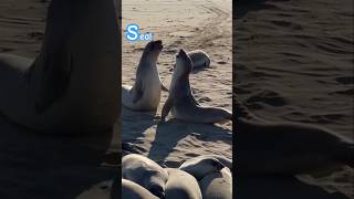 Seal 🦭 I Cute seals fighting trending viralvideo shortsfeed seal animals [upl. by Ilecara]