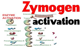 Zymogen activation [upl. by Nnairret]