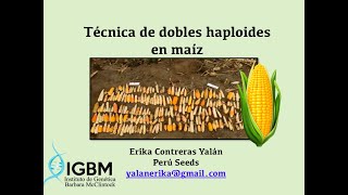 Técnica de dobles haploides en maíz [upl. by Mandych]