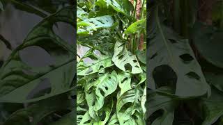 Beautiful  Monstera adansonii nature flowers plants garden [upl. by Aihsek554]