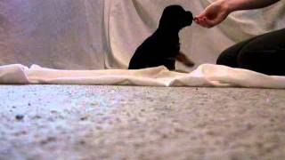 6 Week Old Border Terrier Puppy  Training [upl. by Fotzsyzrk]