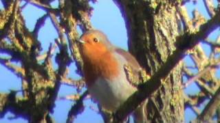 Robin Bird Song [upl. by Milone]