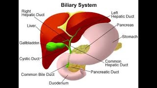 discuss liver bile acid and bile pigment Mbbsnaija [upl. by Damien632]