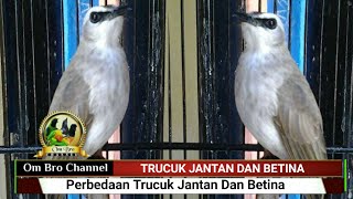 Perbedaan Trucuk Jantan Dan Betina [upl. by Tamara]