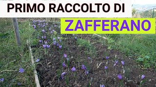 ZAFFERANO Raccolta essiccazione e conservazione Guida completa [upl. by Nnaacissej]