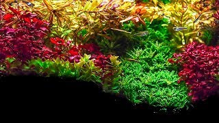 Planted Aquarium  Amazing Plants [upl. by Conway]