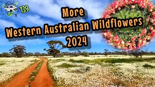 More Western Australian Wildflowers 2024 [upl. by Ayim593]