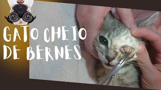 Gato cheio de larvas e bernes  Cat full of larvae and botflies [upl. by Yeltihw]