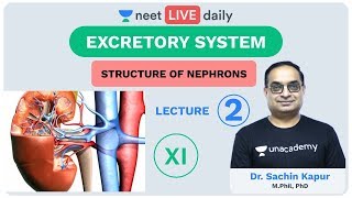 Excretory System  Lecture 2  Unacademy NEET  LIVE DAILY  NEET Biology  Dr Sachin Kapur [upl. by Eibbob]