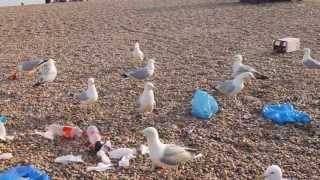 Angry Seagulls in Brighton [upl. by Humfrid]