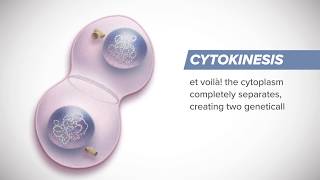 How Cells Divide  3 Minutes on Mitosis [upl. by Edythe20]