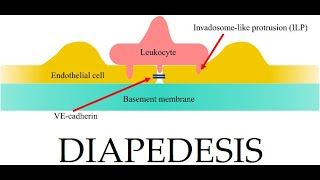 L38 Extravasation Diapedesis Understanding the Molecular Mechanisms Part 3 [upl. by Adehsor]