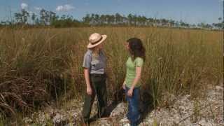 Everglades Mountains and Valleys Sawgrass Prairie [upl. by Kcub]