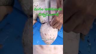 pets doglover youtubeviral love telugushorts telugucomedy srikakulam vishakapatnam china [upl. by Aksel]