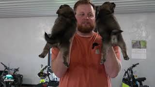 4 beautiful puppies  Chloes Norwegian Elkhounds Update [upl. by Cordier]