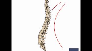 The Multifidus Muscle [upl. by Ahsiem]