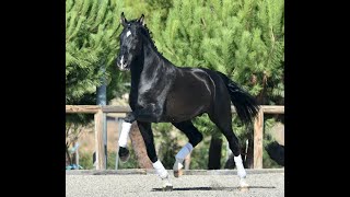 ZIMIT DE SUSAETA  SIRED BY POETA DE SUSAETA  ANDALUSIAN STALLION [upl. by Assenna]