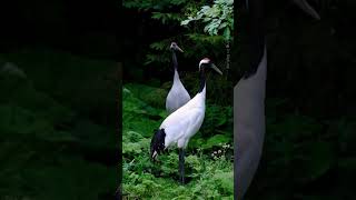 Beautiful bird  The Japanese Redcrowned Crane RedCrownedCrane JapaneseCrane [upl. by Atener78]