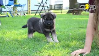 Norwegian Elkhound [upl. by Takeshi]