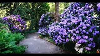 Rododendrony są piękne Tak kwitną w tym roku Ogrody działkowe arboretum w Rogowie i Kurniku [upl. by Connell751]