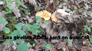 Les girolles 2024 sont en avance [upl. by Nogras274]